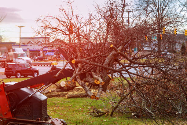 Best Tree Mulching  in Apple Valley, CA