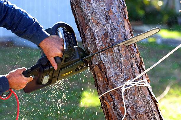 Best Tree Trimming and Pruning  in Apple Valley, CA