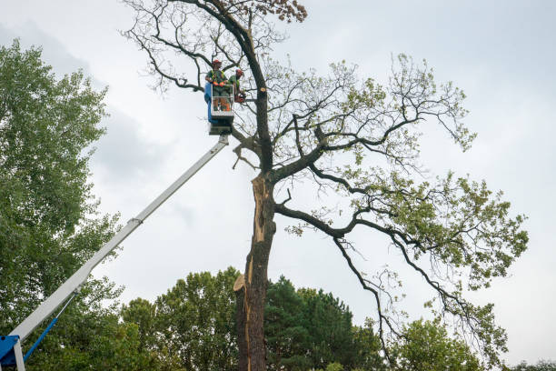 Apple Valley, CA Tree Care Company