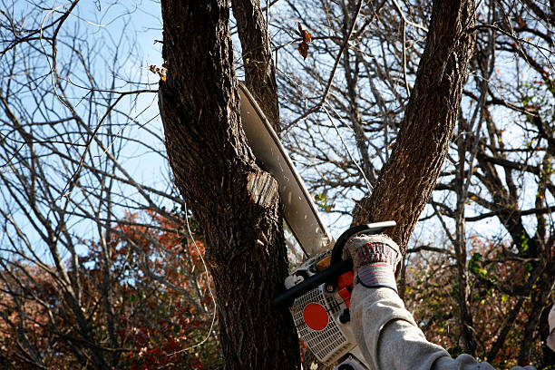 Lawn Watering Services in Apple Valley, CA