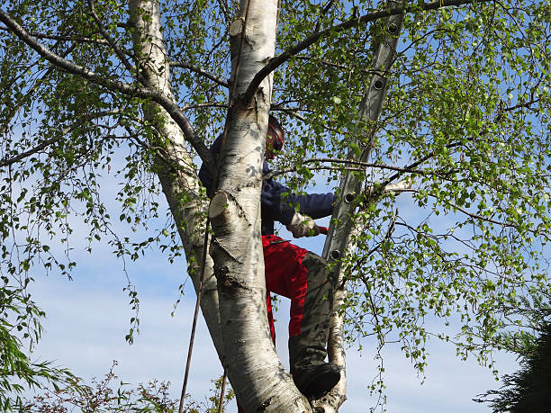 How Our Tree Care Process Works  in  Apple Valley, CA