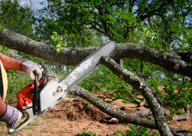 Leaf Removal in Apple Valley, CA