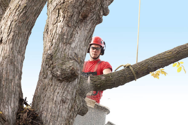 Lawn Maintenance Plans in Apple Valley, CA